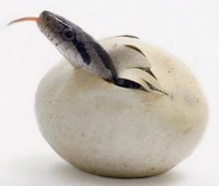 ovo da serpente2