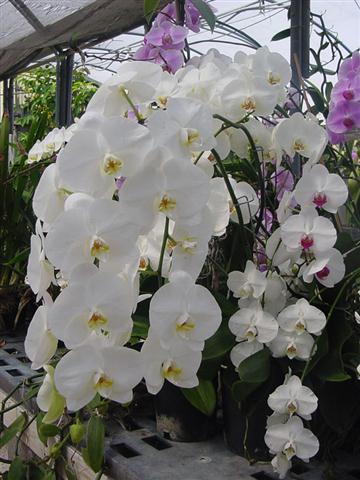 PHALAENOPSIS-