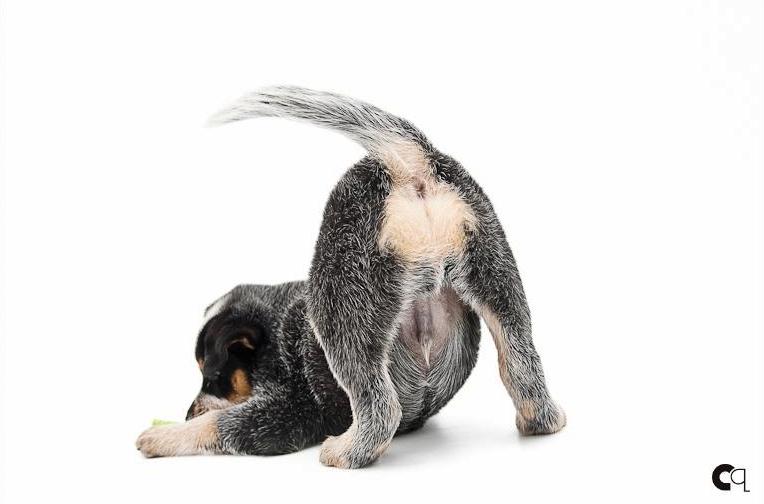 caozinhoabanadoorabo