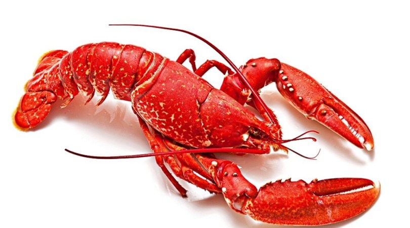 lagosta
