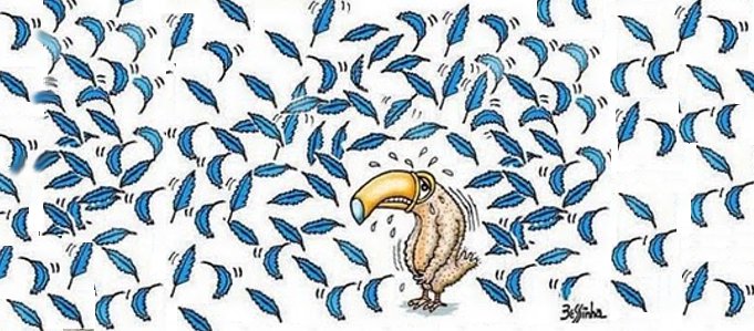 Resultado de imagem para penas de tucanos